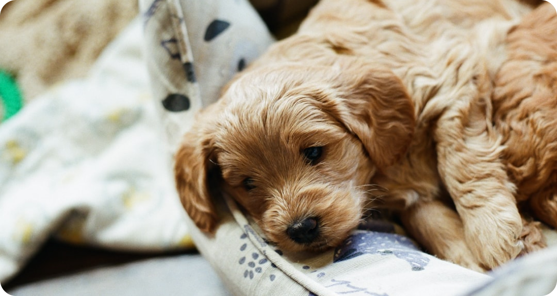 slepping dog